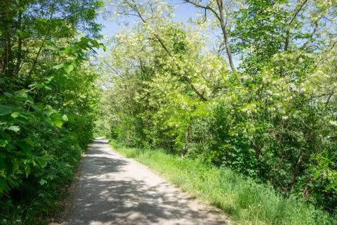 Small asphalt road surrounded with trees on sunny day Foto stock