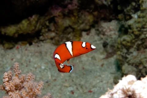 Small attraction in the reef Stock-Fotos