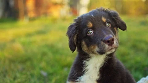 Small aussie sitts outside Video stock 124169805