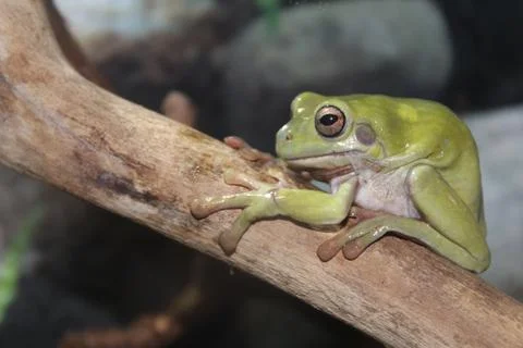 A small Australian toad Stock Photos