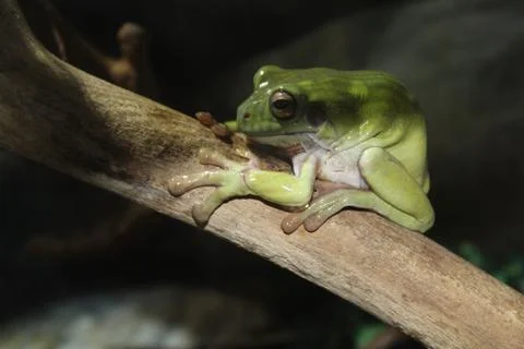 A small Australian toad Stock Photos