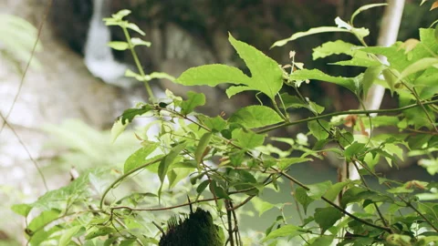 Small Australian waterfall in rainforest dense shaded green treebed during dayti Stock Footage 199460583