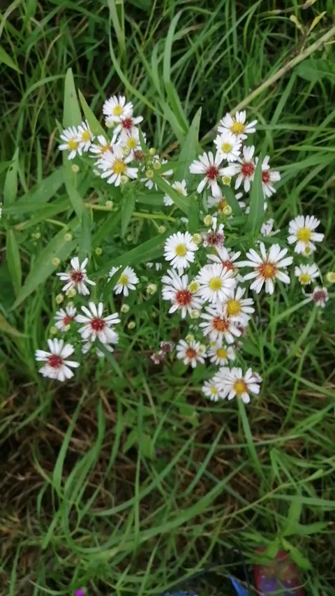 Small autumn asters in the wind, cloudy Stock Footage 139583984
