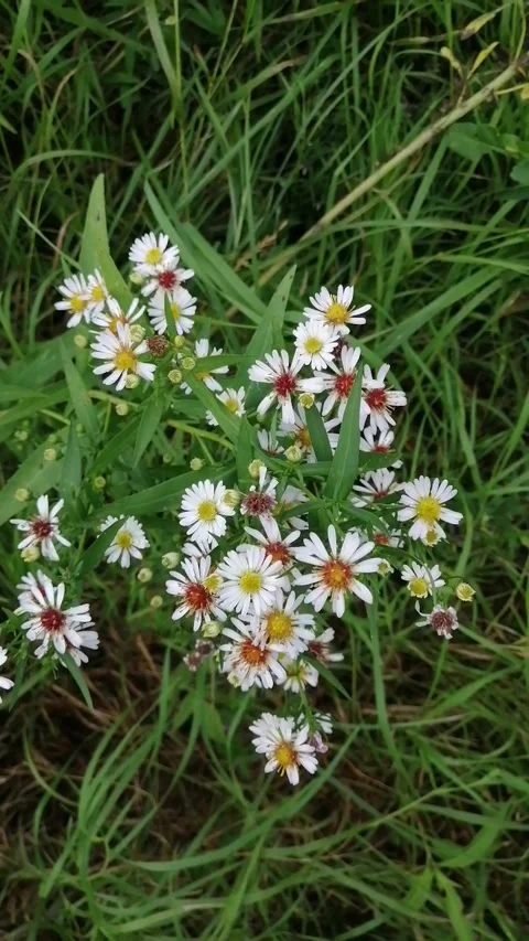 Small autumn asters in the wind, cloudy Stock Footage 139583989