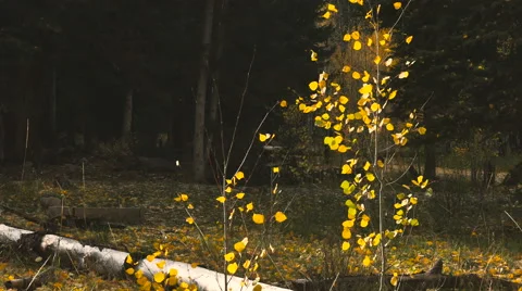 Small autumn leaf aspen waves dark pines in background Stock Footage 68629080
