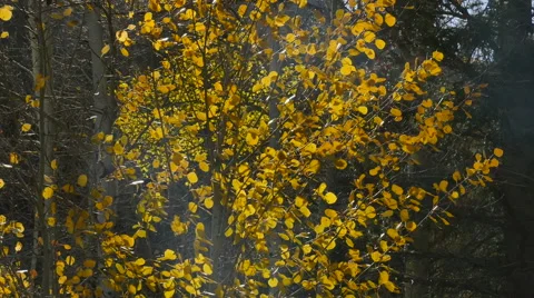 Small autumn leaf aspen waves against dark pines in background with sun flare Stock Footage 68629544