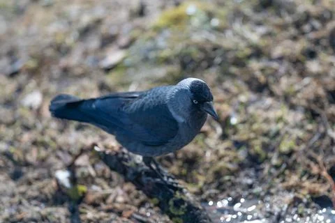 Small avian creature enjoys refreshing drink from freshwater pond in nature.. Foto stock
