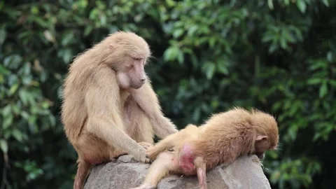Small baboons resting on rock 動画素材 338011024