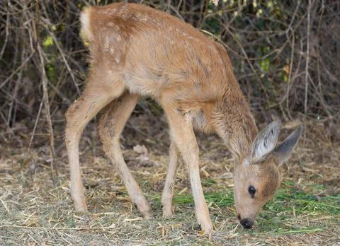 Small baby deer eats grass Stock Photos