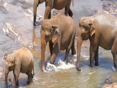 Small baby elephant with its family walking in river water. Herd of wild animals Stock Footage