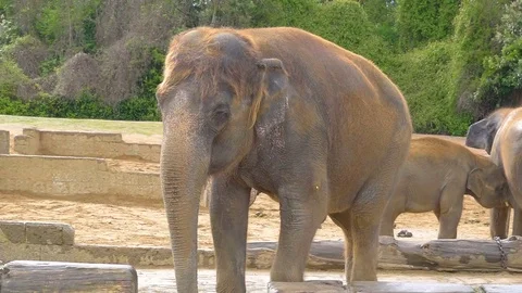 A small baby elephant walking on a sunny day Stock Footage