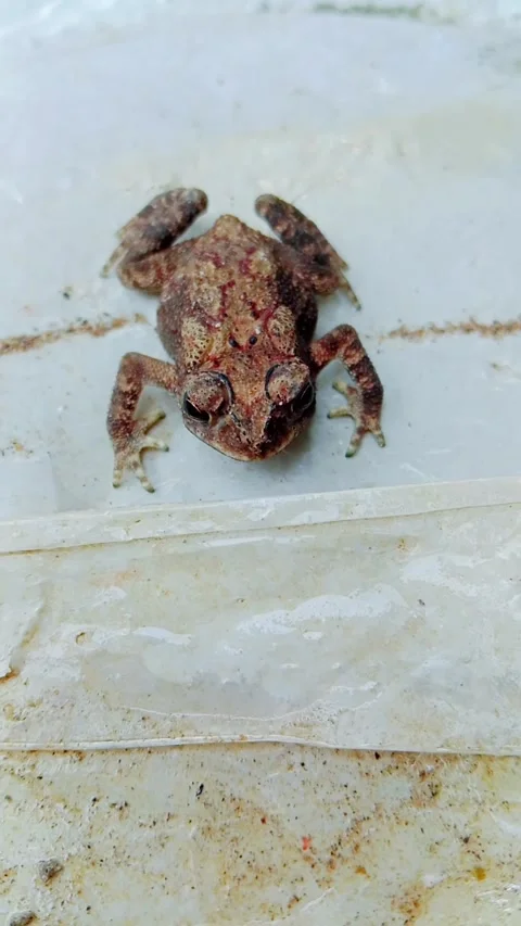 Small baby frog sitting on a white surface Stock Footage 346745922