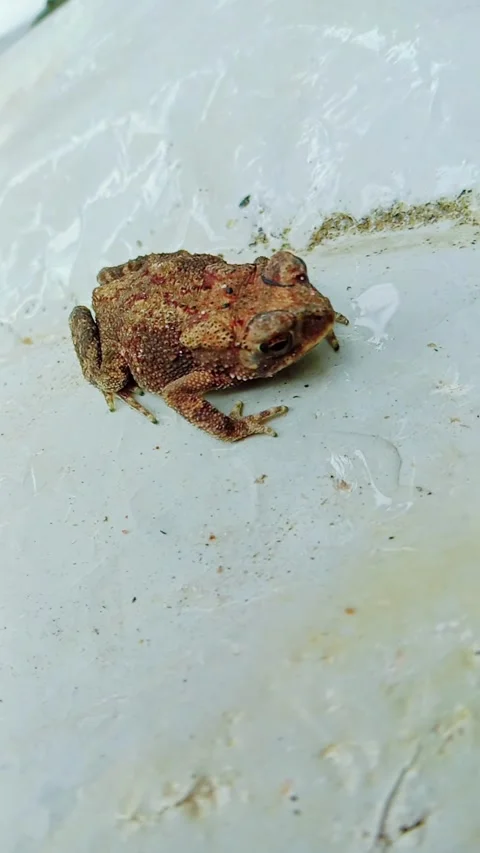 Small baby frog sitting on a white background Stock Footage 346745923