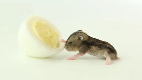 A small baby hamster crawls up to the egg and starts eating. Video stock 203572243