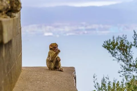 Small baby monkey drinks high on the rock of Gibraltar with the bay of Cadiz in Stock Photos