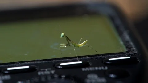 Small baby praying mantis on camera trigger electronics Stock Footage 110772485
