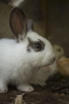 Small Baby Rabbit Stock Photos