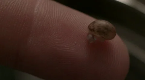 Small Baby Snail on Finger Stock Footage