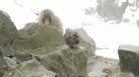 A small baby snow monkey crying, Jigokudani, Nagano, Japan. Video stock 11346753