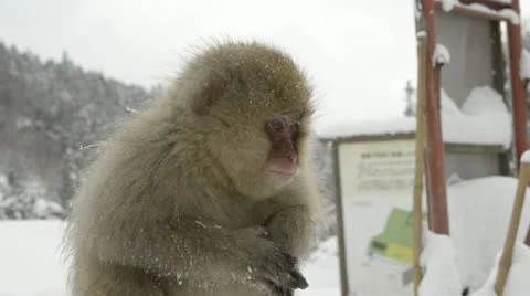 A small baby snow monkey sitting on a wooden post, Jigokudani, Nagano, Japan. Video stock 11347764