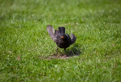 Small backbird Stock Photos