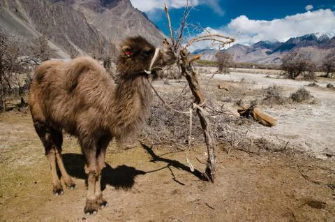 Small Bactrian camel standing on the desert Foto stock
