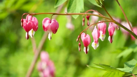 Small bag peony blooming in spring Stock Footage 158411603