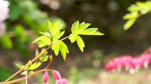 Small bag peony blooming in spring Stock Footage 158411659