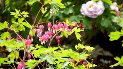 Small bag peony blooming in spring Stock Footage 158411725