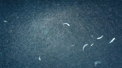Small baitfish gather at night Stock Footage 167365976