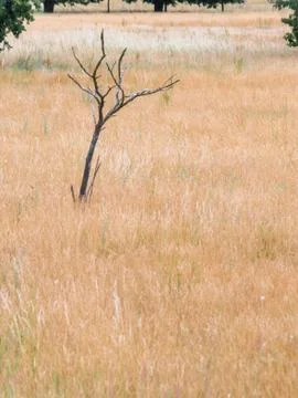 The small bald tree on the heath Stock Photos