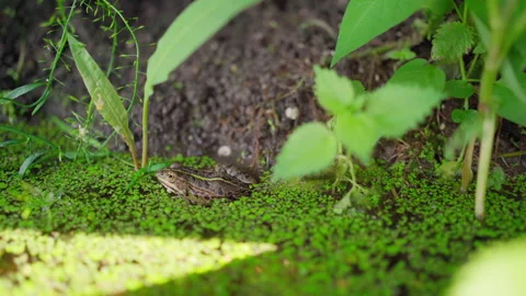 A small Balkan frog sit peacefully at the edge of pond in duckweed Stock Footage 262632084