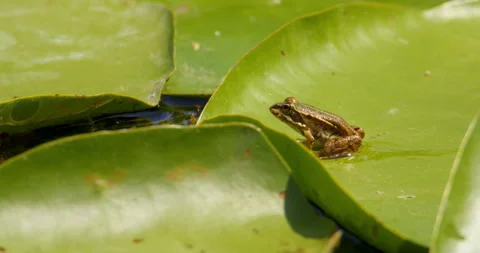 Small Balkan frog sitting still on a large water lily leaf and jumping in water Stock Footage 262558406