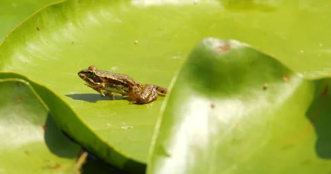 A small Balkan frog walk across large green leaf of water lily Stock-Footage 262568047