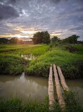 Small bamboo bridge Foto stock