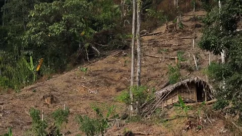 Small Bamboo Hut on Hillside with Cleared Land Video stock 329841711