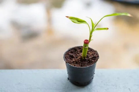 Small bamboo in the pot Stock Photos