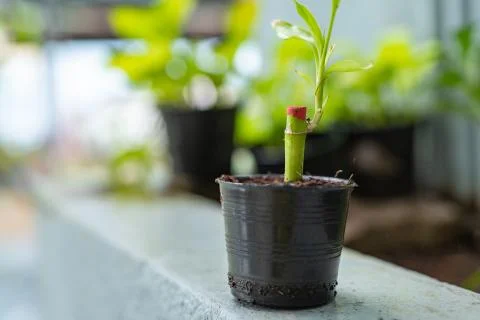 Small bamboo in the pot Stock Photos