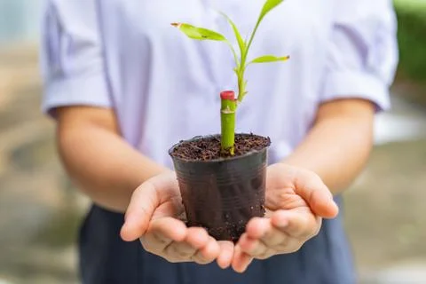 Small bamboo in the pot Stock Photos