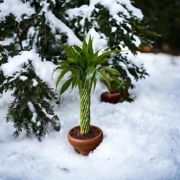 Small bamboo tree on a brown pot Stock Photos