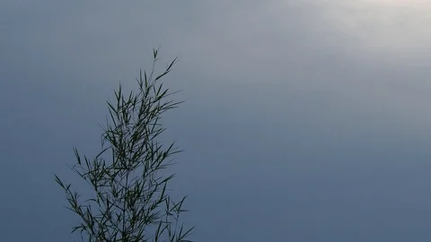 Small bamboo tree moving follow wind in evening before sunset Stock Footage 111136158