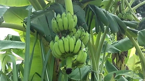 Small banana fruit at the tree Stock Footage 122913638