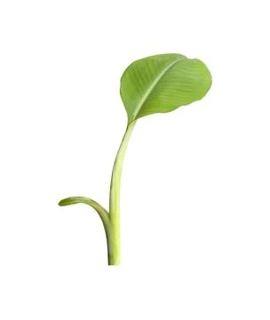 Small banana tree isolated on white background Stock Photos