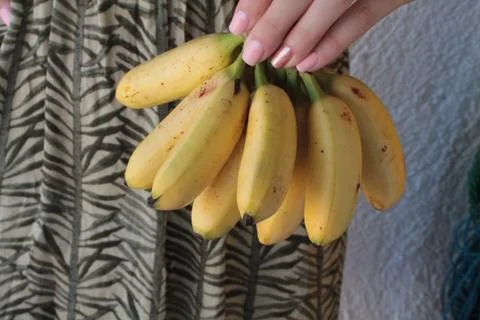 Small bananas Stock Photos