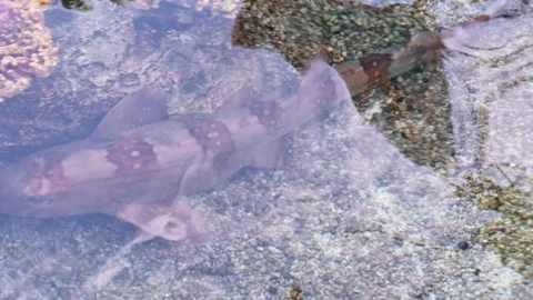 A small banded bamboo shark glides through a tidepool-style aquarium, swimming Stock Footage 334080352