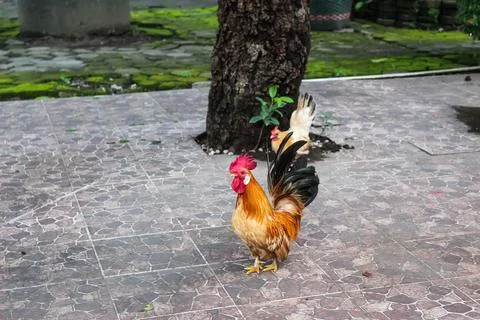 Small bantam rooster standing on tiled yard with hen nearby Stock Photos