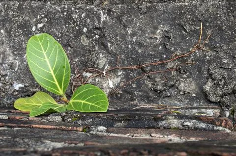 Small Banyan tree Growing up from boundaries between floor and concrete wal.. Stock Photos