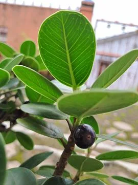Small banyan tree Foto stock