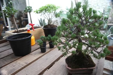 Small banyan tree on the table after finish from plant. Stock Photos