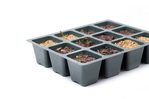 Small baobab sprouting Stock Photos